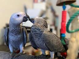 4 Graupapageien (verspielt)