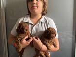 Adorable Toy Poodle Puppies. - photo 1