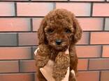 Adorable Toy Poodle Puppies. - photo 2