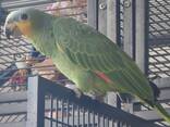 Amazonian parrot