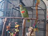 Amazonian parrot - photo 3