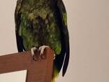 Amazonian parrot