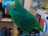 Amazonian parrot - photo 9