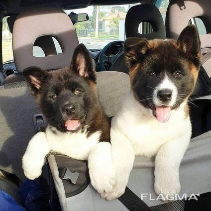 Amerikanische Akita-Welpen (5 Champions)