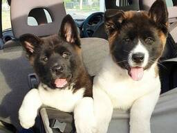 Amerikanische Akita-Welpen (5 Champions)