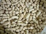 Peanuts from Uzbekistan - фото 1