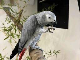 Außergewöhnlicher Graupapagei abzugeben