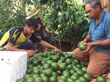 Avocado Premium Quality - photo 3