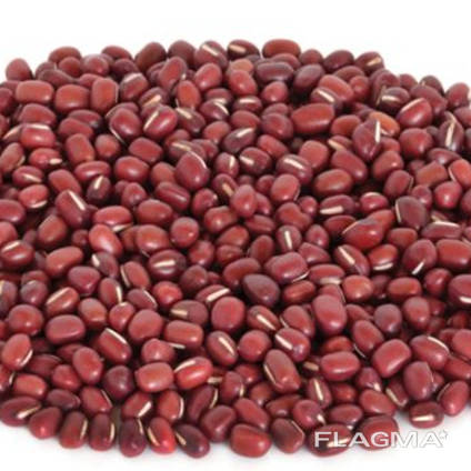 Adzuki bean