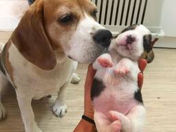 Beagle-Welpen der Champion-Klasse