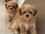 Beautiful Maltipoo Puppies - photo 2