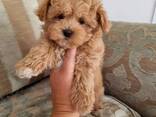 Beautiful Maltipoo Puppies - photo 3