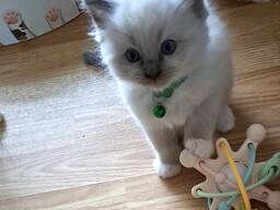 Beautiful Purebred Ragdoll Star-Quality Kittens