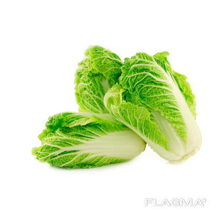 Beijing cabbage from Uzbekistan