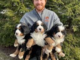 Berner Sennenhundwelpen