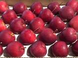 Best apples from Poland wholesale - фото 1