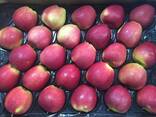 Best apples from Poland wholesale - photo 1