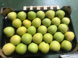 Best apples from Poland wholesale - photo 2