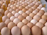 Best Quality Organic Fresh Chicken Table Eggs Brown/White Fresh Table Chicken Eggs - фото 5
