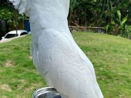 Bezaubernder Kakadu abzugeben