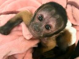 Bezaubernder Kapuzineräffchen sucht ein liebevolles Zuhause