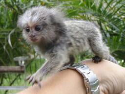 Bezauberndes Weißbüschelaffen-Abenteuer