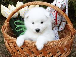 Bichon Frisé/ Kostenlos abzugeben. WhatsApp: 27848239748