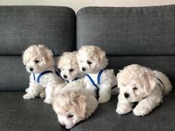 Bichon Frisé Welpen