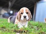 Beagle-Welpen - фото 1