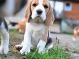 Beagle-Welpen - фото 2
