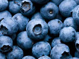 Blueberry - photo 2