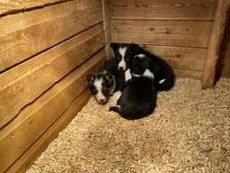 Border collie puppies