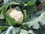 Cauliflower from Uzbekistan - фото 3
