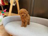 Toy-Pudel-Welpen - photo 2