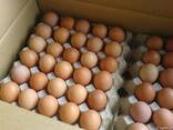 Chicken Eggs - фото 2