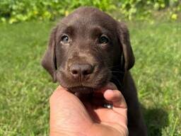 Chocolate Labrador retriever