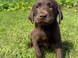 Chocolate Labrador retriever - фото 1