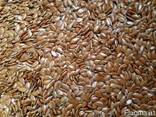 Coriander, flax, sainfoin, brewing barley, millet, pea beans