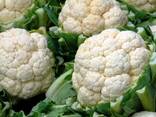 Cauliflower from Uzbekistan - фото 1