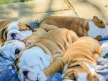 Englische Bulldogge Welpe - фото 1
