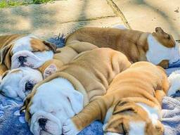 Englische Bulldogge Welpe