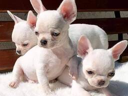 Französische Bulldogge