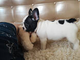 Продаются щенки французского бульдога - photo 1