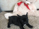 Продаются щенки французского бульдога - photo 3