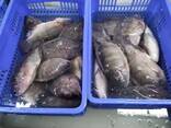 Frozen Black Tilapia Fish - фото 2