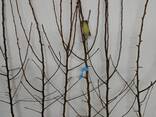 Fruit trees saplings - photo 8