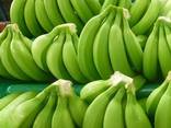 Green Cavendish Banana - photo 1