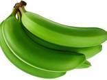 Green Cavendish Banana - photo 3