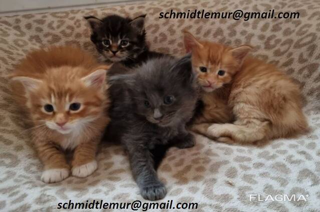 Healthy male and female Maine Coon kittens For Sale