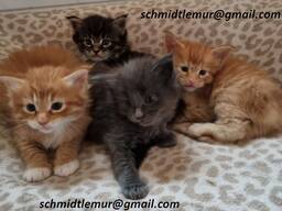 Healthy male and female Maine Coon kittens For Sale